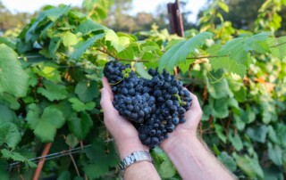 Coordinates Vineyards Tannat Harvest