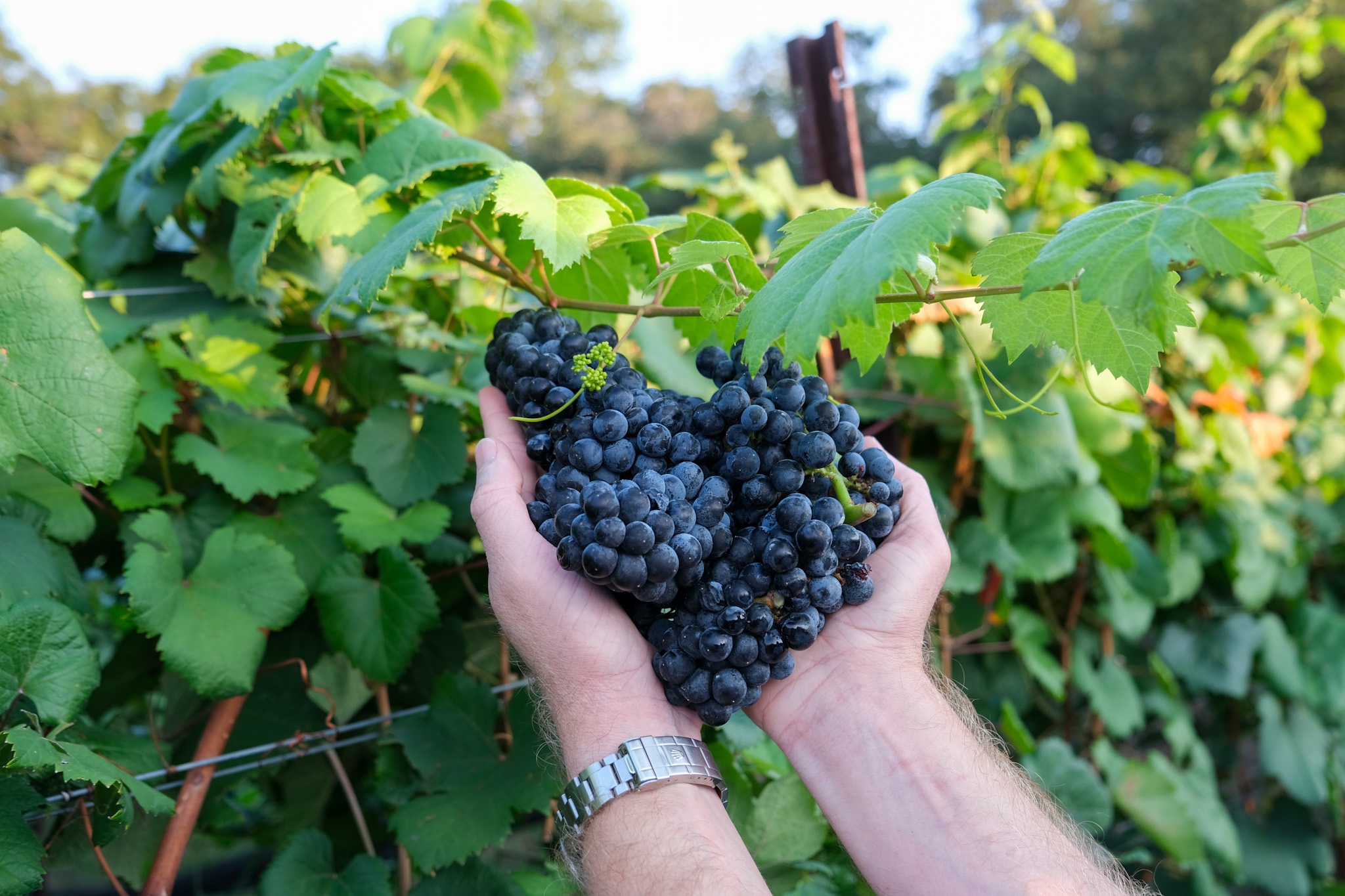Coordinates Vineyards Tannat Harvest