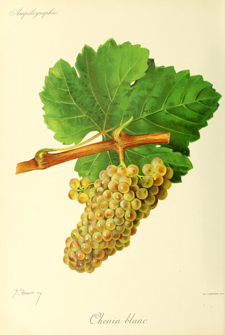 Chenin Blanc botanical Identification Plate from 1901 