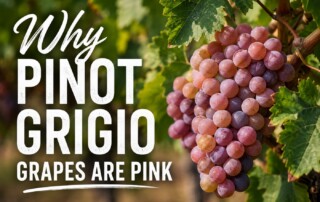 Pink Pinot Grigio grapes ripening on the vine before harvest